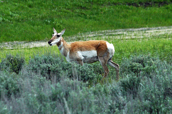 Pronghorn - Yellowstone