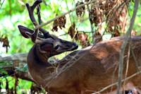 Buck - Smoky Mountains