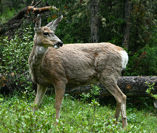 Doe - Yellowstone