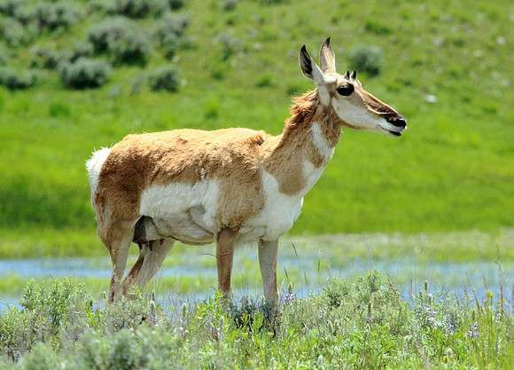 Pronghorn - Yellowstone