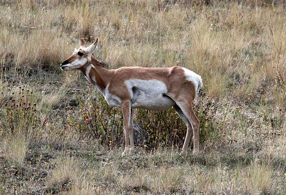 Pronghorn- National Bison Range