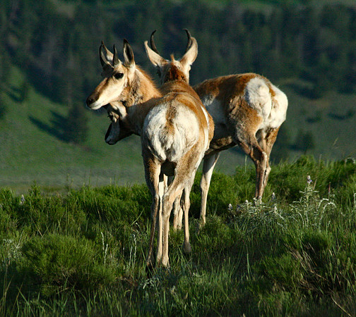 Pronghorn - Yellowstone