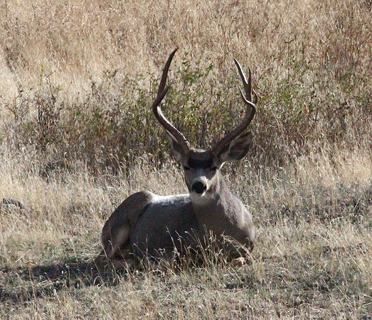 Buck - National Bison Range