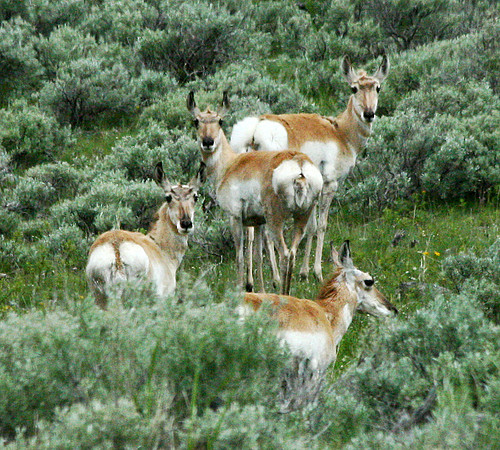 Pronghorn - Yellowstone