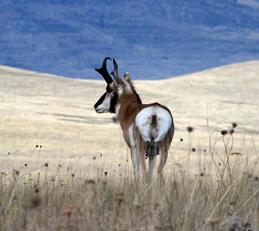 Pronghorn - National Bison Range