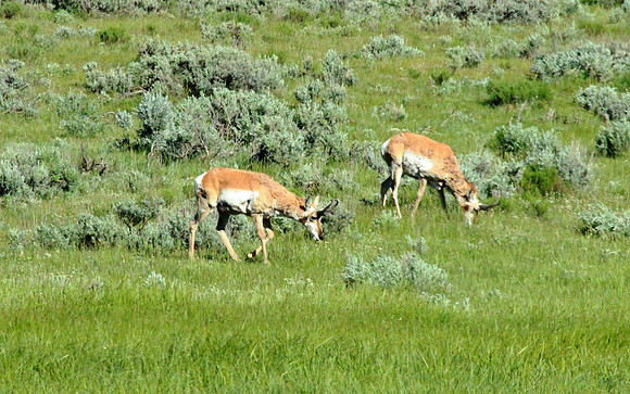 Pronghorn - Yellowstone