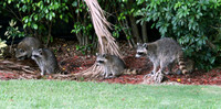 Raccoons