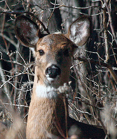 Doe - Kensington Park