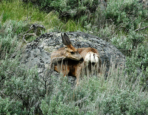 Doe  - Yellowstone