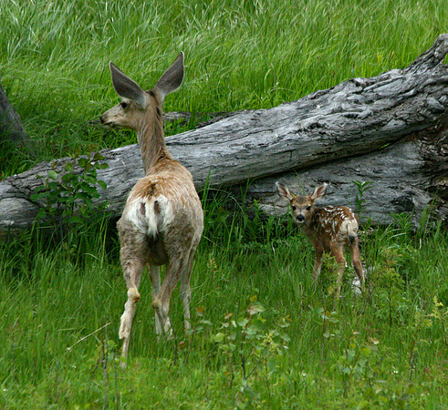 Doe and Fawn - Yellowstone
