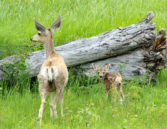 Doe and Fawn - Yellowstone