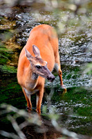 Deer and Pronghorn