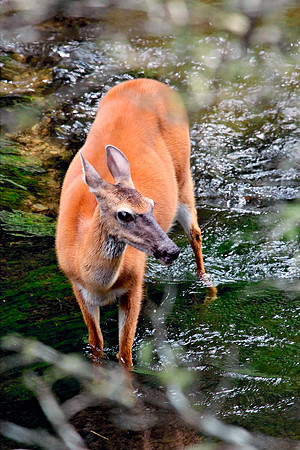 Doe - Smoky Mountains