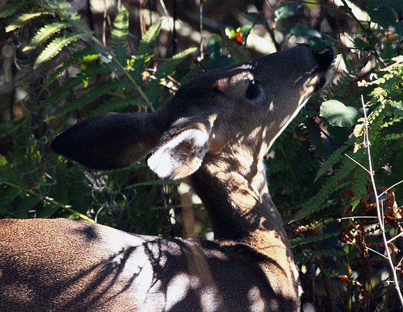 Doe - Smoky Mountains