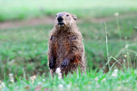 Gopher - Smoky Mountains