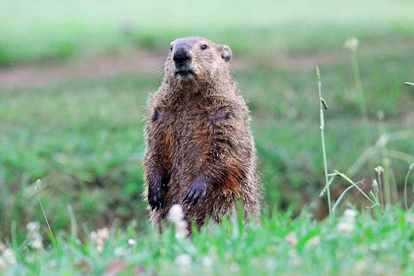 Gopher - Smoky Mountains
