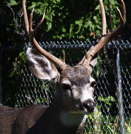 Buck - Glacier