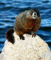 Marmots