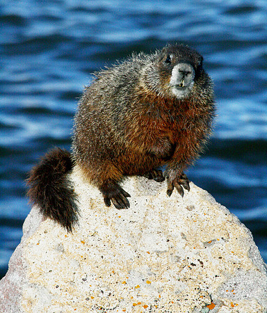 Yellowstone