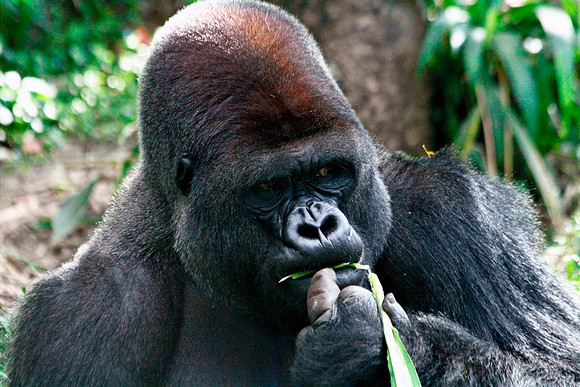 Male Gorilla