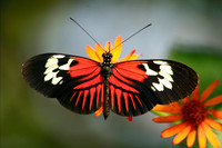 Butterflys