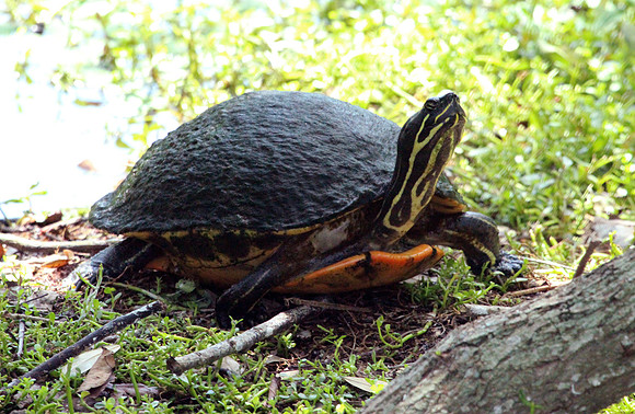 Turtle