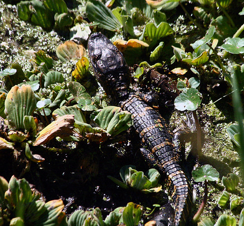 Baby Alligator