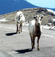 Mountain Goats