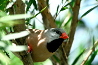 Shaftail Finches