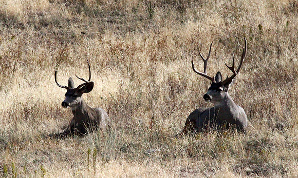 Bucks - National Bison Range