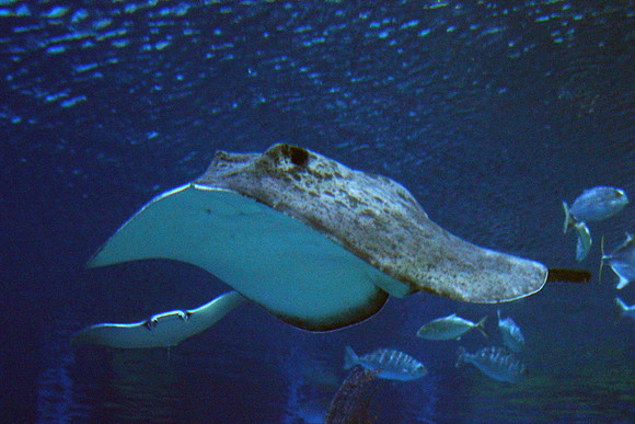 Stringray