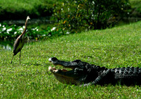 Alligators and Turtles