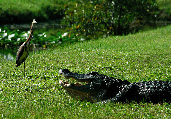 Alligator and Bird