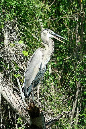 Great Blue Herron
