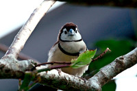 Owl Finch