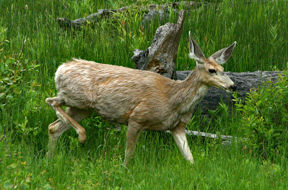Doe and Fawn - Yellowstone