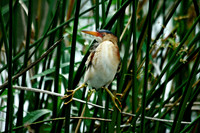 Green Heron