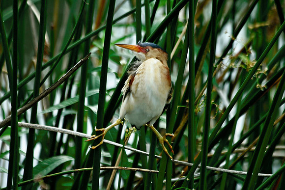 Green Heron