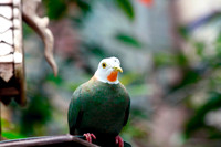 Dove