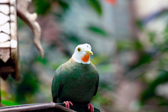 Dove