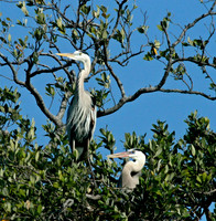 Great Blue Herron
