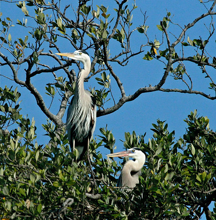 Great Blue Herron