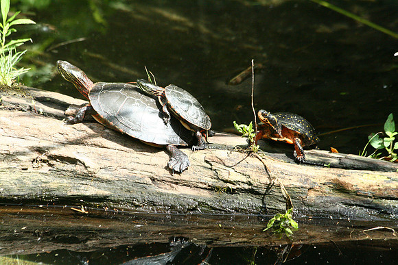 Turtles