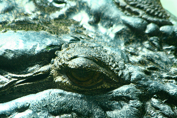 Croc's Eye