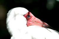 White Ibis