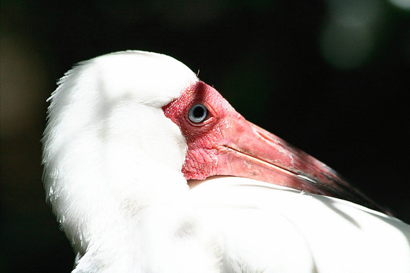 White Ibis