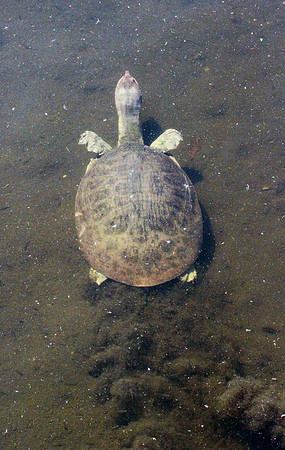 Turtle
