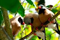 Shaftail Finches