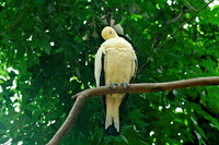 Dove