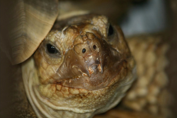 Turtle